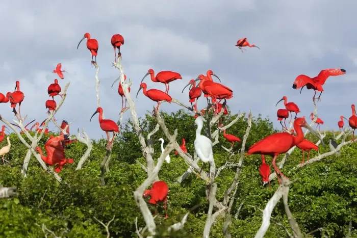 Framed Print : Scarlet Ibis - flock. Coro - Venezuela Framed Print : Scarlet Ibis - flock. Coro - Venezuela
