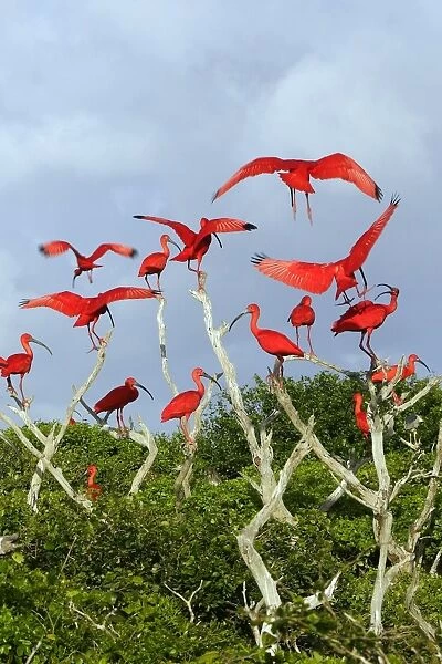 Scarlet Ibis - flock. Coro - Venezuela