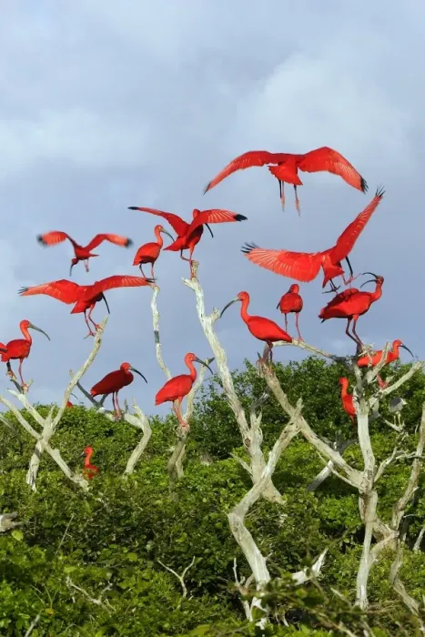 Framed Print : Scarlet Ibis - flock. Coro - Venezuela Framed Print : Scarlet Ibis - flock. Coro - Venezuela
