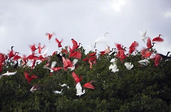 Scarlet Ibis - flock in flight. Coro Peninsula - Venezuela