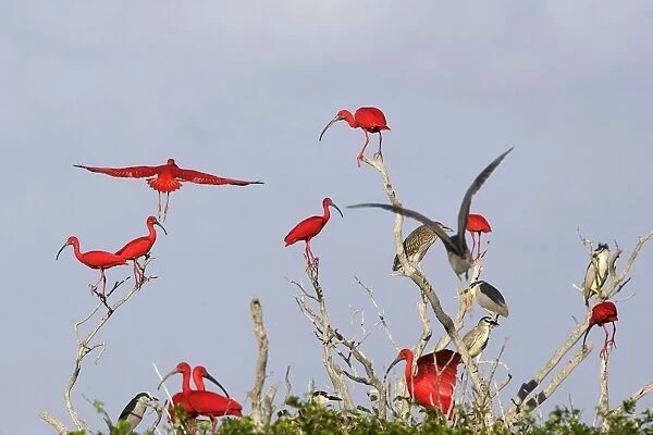Scarlet Ibis - flock in tree. Coro Peninsula - Venezuela