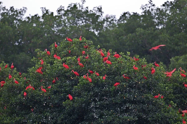 Scarlet Ibis - at roost - Caroni swamp - Trinidad