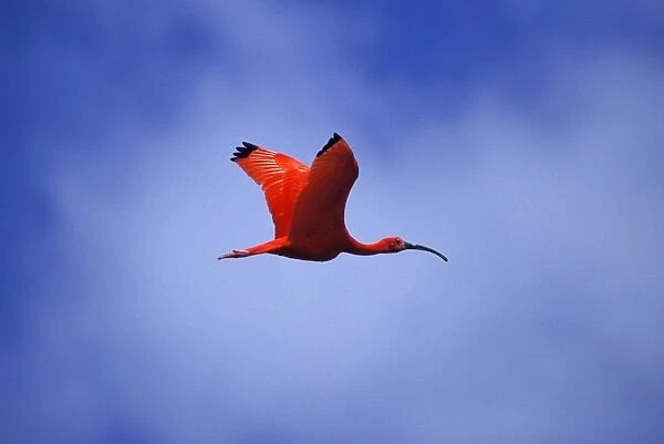 Scarlet Ibis Tropical northern South America. Photographed on the coast of Venezuela