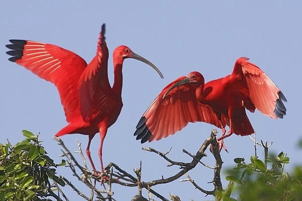 Scarlet Ibis - two. Coro Peninsula - Venezuela