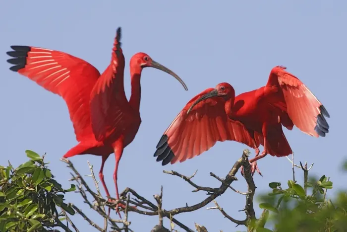 Framed Print : Scarlet Ibis - two. Coro Peninsula - Venezuela Framed Print : Scarlet Ibis - two. Coro Peninsula - Venezuela