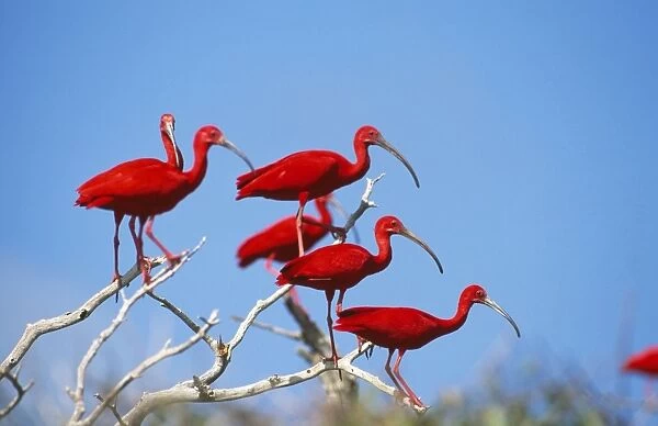 Scarlet Ibis Venezuela