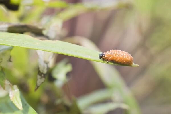Scarlet Lily Beetle larva. UK