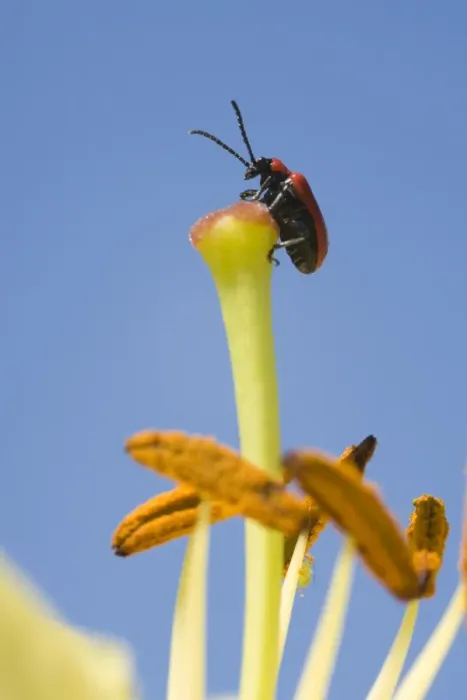 Framed Print : Scarlet Lily Beetle on lily flower. UK Framed Print : Scarlet Lily Beetle on lily flower. UK