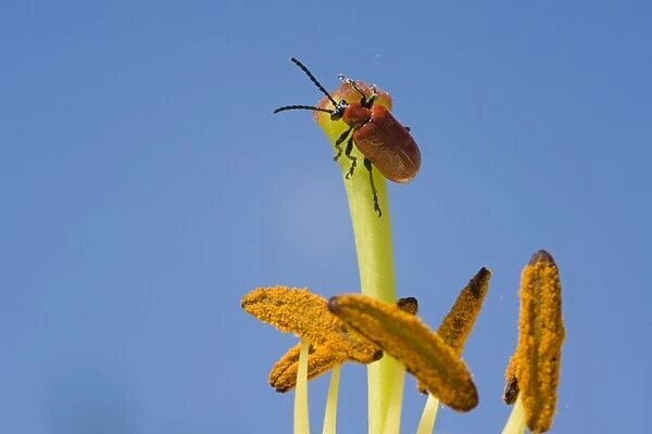 Scarlet Lily Beetle on lily flower. UK