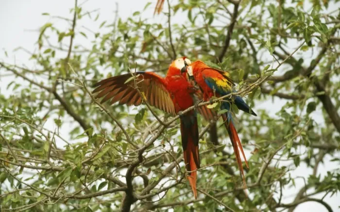 Framed Print : Scarlet Macaw Framed Print : Scarlet Macaw