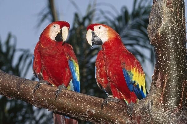 Scarlet Macaw Central, South Amercia