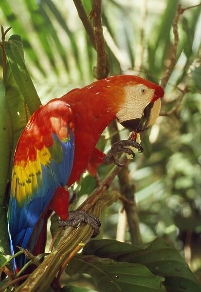 Scarlet Macaw - eating fruit of Inga Tree (Inga alba) Amazonia, Brazil, South America