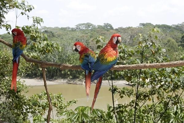 Scarlet Macaw Famille Psittacidae Manu Wildlife Centre, Peru