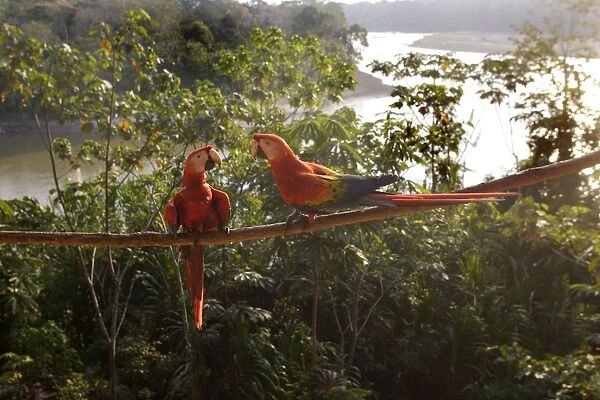 Scarlet Macaw Famille Psittacidae Manu Wildlife Centre Peru