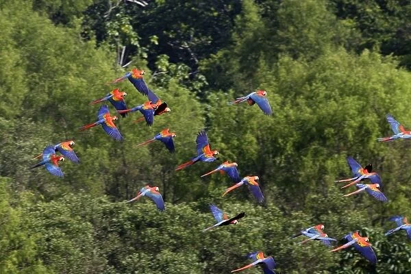 Scarlet Macaw Famille Psittacidae Tambopata Nature Reserve Peru