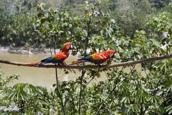 Scarlet Macaw Family: Psittacidae Manu Wildlife Centre Amazon Peru