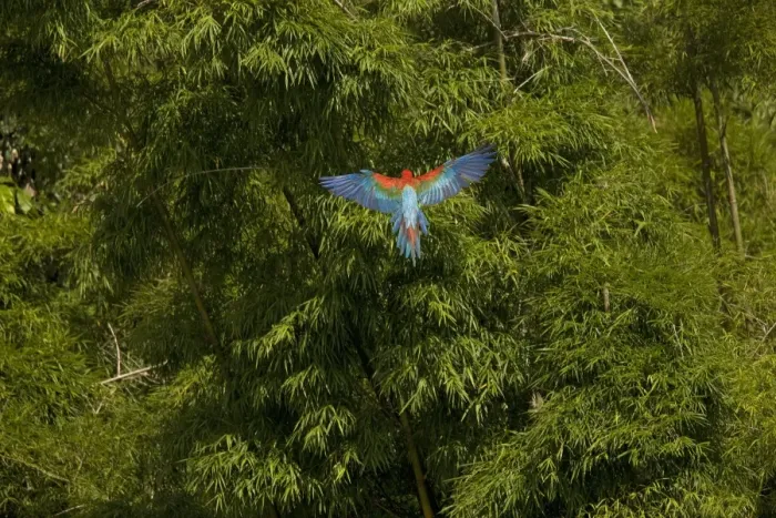 Framed Print : Scarlet Macaw - in flight over forest. Manu National Park - Peru Framed Print : Scarlet Macaw - in flight over forest. Manu National Park - Peru
