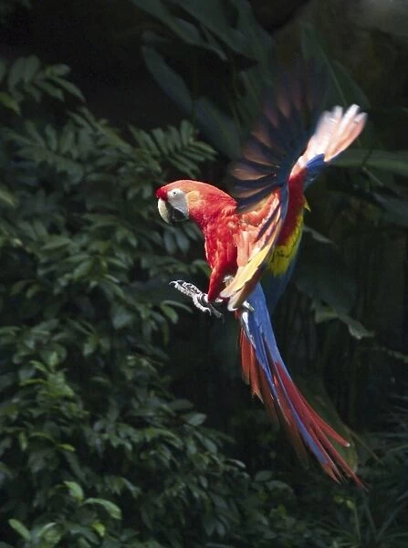 Scarlet Macaw - In flight Found in the rainforests of Central and South America