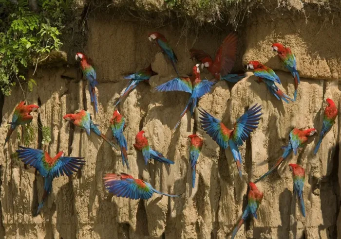 Framed Print : Scarlet Macaw - flock at clay lick. Manu National Park - Peru Framed Print : Scarlet Macaw - flock at clay lick. Manu National Park - Peru