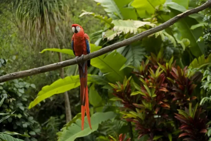Framed Print : Scarlet Macaw - Guatemala Framed Print : Scarlet Macaw - Guatemala