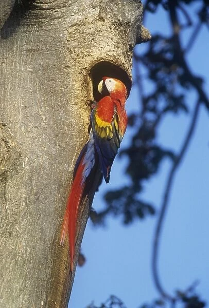 Scarlet Macaw - at nest