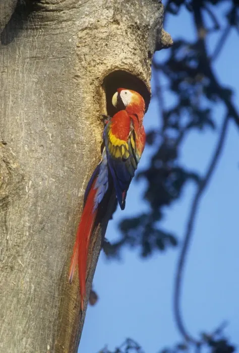 Framed Print : Scarlet Macaw - at nest Framed Print : Scarlet Macaw - at nest