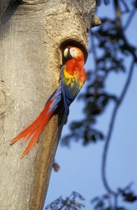 Framed Print : Scarlet Macaw At nest. Venezuela Framed Print : Scarlet Macaw At nest. Venezuela