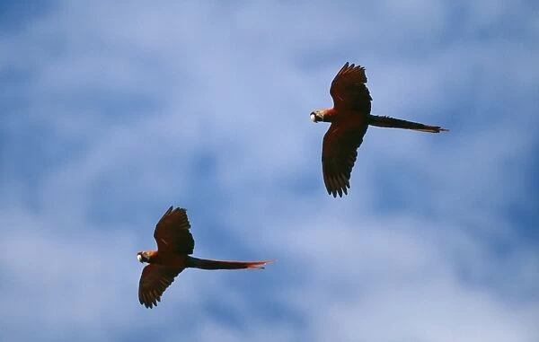 Scarlet Macaw WAT 3557 x 2 in flight Ara macao © M. Watson  /  ARDEA LONDON