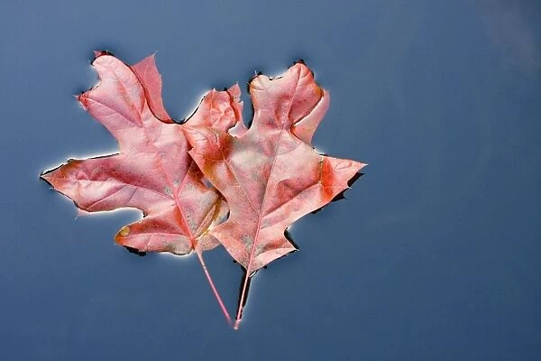 Scarlet Oak Leaves - in autumn colour floating on water - Norfolk - UK