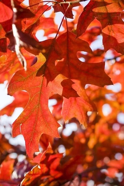 Scarlet Oak Leaves - in autumn colour - Norfolk - UK