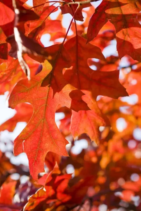 Framed Print : Scarlet Oak Leaves - in autumn colour - Norfolk - UK Framed Print : Scarlet Oak Leaves - in autumn colour - Norfolk - UK
