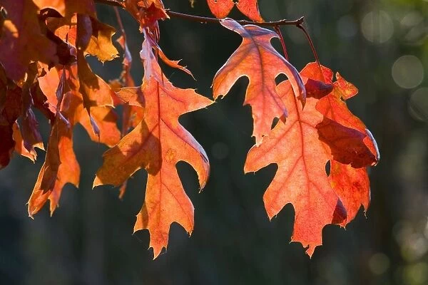 Scarlet Oak Leaves - in autumn colour - Norfolk - UK