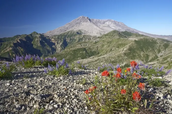 Framed Print : Scarlet Paintbrush - Growing in the ash from the 1980 eruption with Mount St Helens in the background. Photographed 23 / 8 / 05 Windy Ridge, Mount St Helens National Monument Washington State, USA LA001140