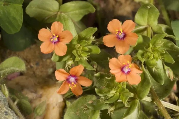 Framed Print : Scarlet pimpernel (Anagallis arvensis) in flower Framed Print : Scarlet pimpernel (Anagallis arvensis) in flower