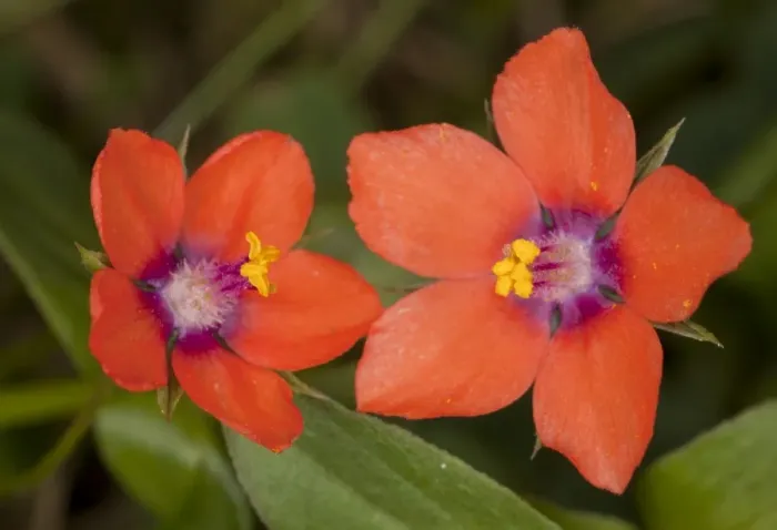 Framed Print : Scarlet Pimpernel - flowers; used as weather forecaster. Dorset Framed Print : Scarlet Pimpernel - flowers; used as weather forecaster. Dorset