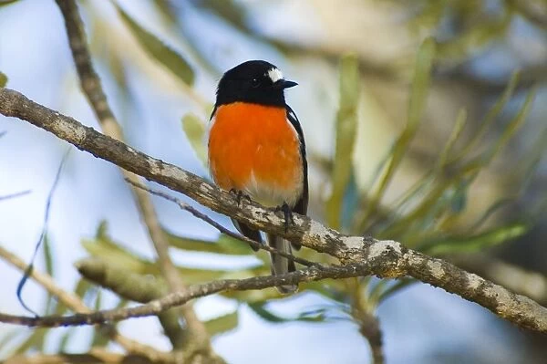 Scarlet Robin male. Common in forest, woodland and suburbs. Perth, W. Australia. Distribution: SE and SW Australia
