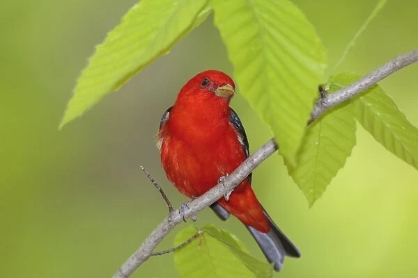 Scarlet Tanager - adult male in breeding plumage - spring - Connecticut - USA