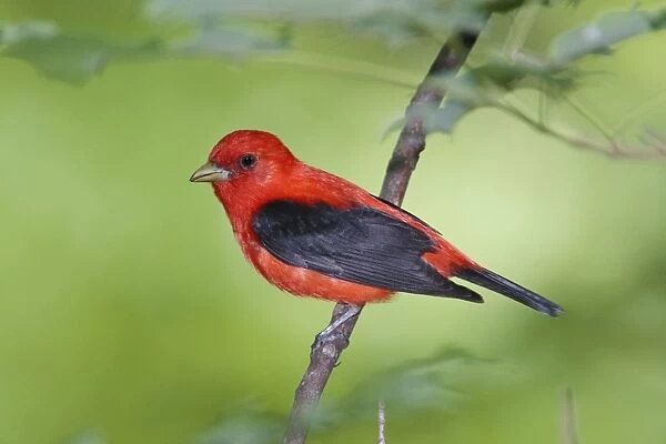 Scarlet Tanager - male - June - CT - USA