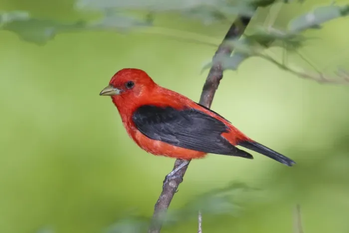 Framed Print : Scarlet Tanager - male - June - CT - USA Framed Print : Scarlet Tanager - male - June - CT - USA