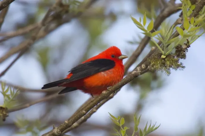 Framed Print : Scarlet Tanager - Male perched on branch Point Pelee, Ontario, Canada _TPL8188 Framed Print : Scarlet Tanager - Male perched on branch Point Pelee, Ontario, Canada _TPL8188