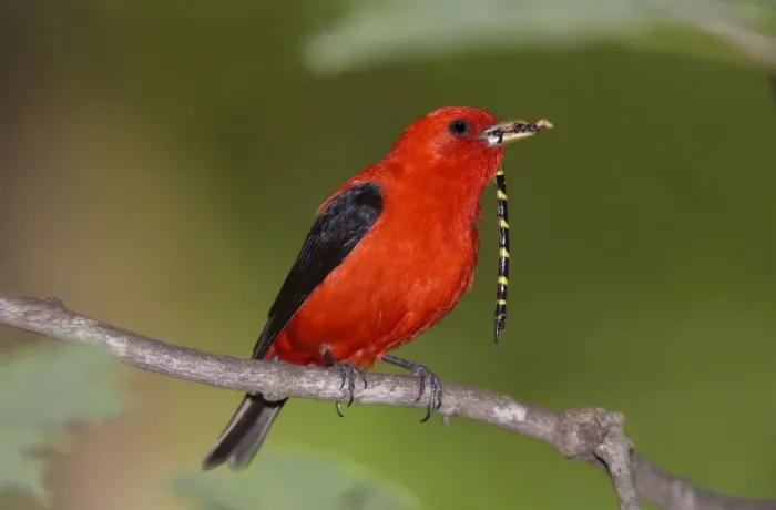 Framed Print : Scarlet Tanager - male with prey in beak (Tiger Spiketail Dragonfly) - June - CT - USA Framed Print : Scarlet Tanager - male with prey in beak (Tiger Spiketail Dragonfly) - June - CT - USA