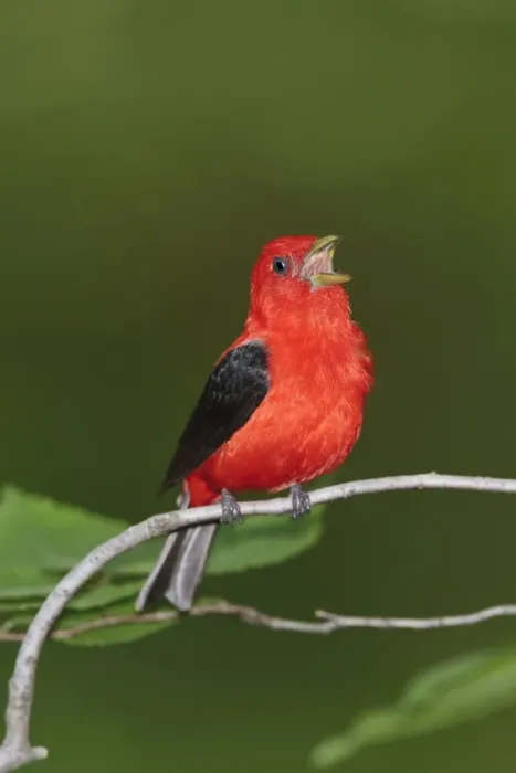 Framed Print : Scarlet Tanager - male singing - June - CT - USA Framed Print : Scarlet Tanager - male singing - June - CT - USA