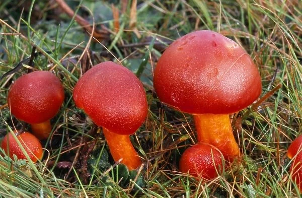 Scarlet Wax-cap Fungi Corfe common, Dorset, UK