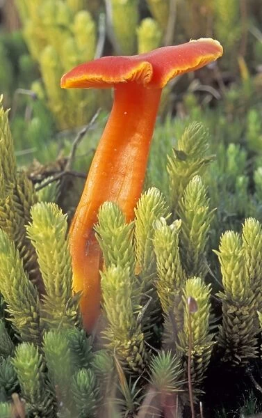 Scarlet Waxcap - First stage of growth - The Netherlands, Flevopolder