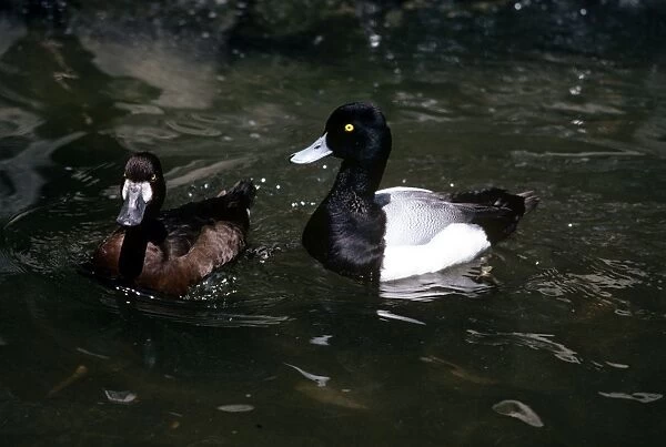 Scaup Duck - female (left) & male