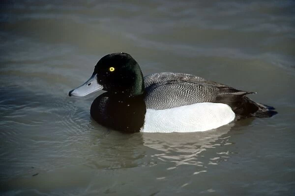 Scaup Duck - male