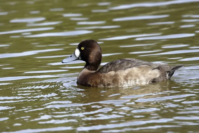 Framed Print : Scaup. Femelle Framed Print : Scaup. Femelle