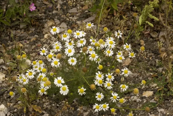 Framed Print : Scentless mayweed (Tripleurospermum inodorum = Matricaria perforata). Cornfield weed, Dorset Framed Print : Scentless mayweed (Tripleurospermum inodorum = Matricaria perforata). Cornfield weed, Dorset
