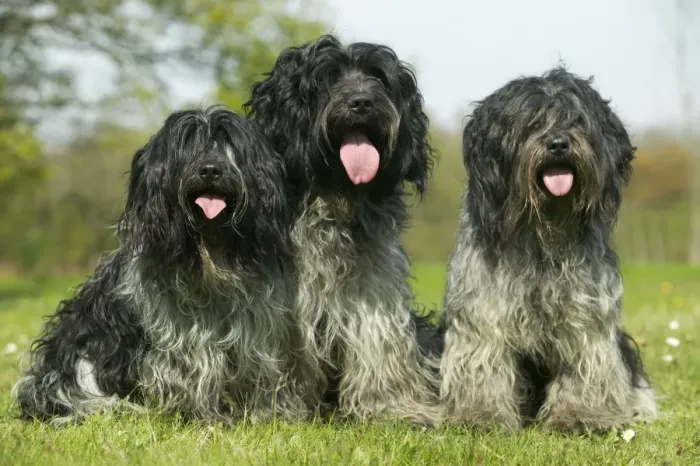 Framed Print : Schapendoes / Dutch Sheepdog Three together sitting in grass Framed Print : Schapendoes / Dutch Sheepdog Three together sitting in grass