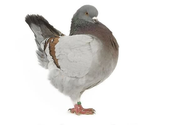 Schietti Blue-barred Cachou Pigeon